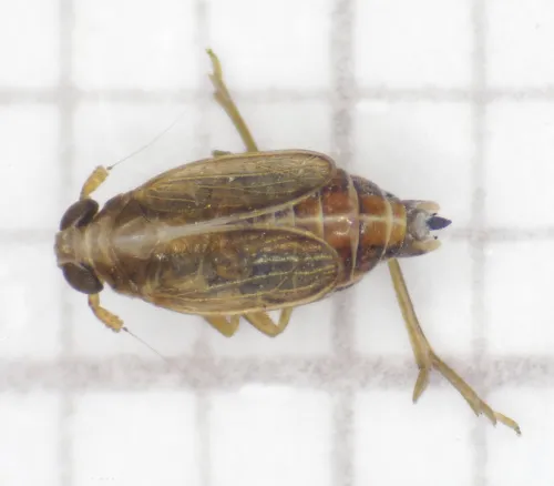 Muellerianella fairmairei