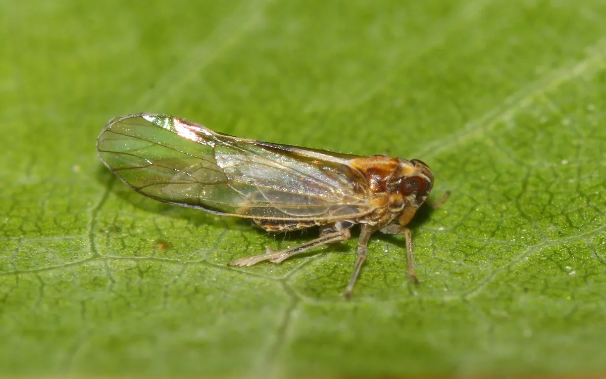 Muellerianella laminalis - photo 2