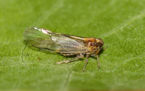 Muellerianella laminalis - photo 3
