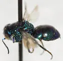 Muesebeckidium obsoletum