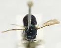 Muesebeckidium obsoletum - photo 2