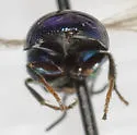 Muesebeckidium obsoletum - photo 3