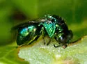 Muesebeckidium obsoletum - photo 4