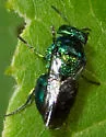 Muesebeckidium obsoletum - photo 5