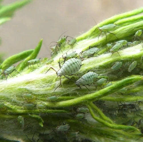 Mugwort Aphid - Macrosiphoniella artemisiae