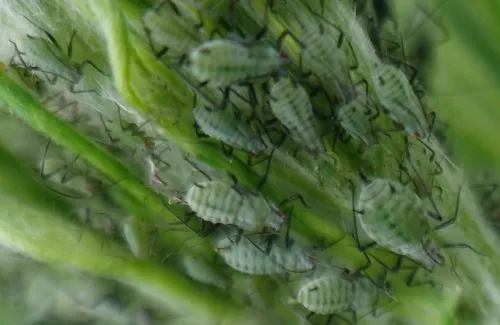 Mugwort Aphid - photo 2