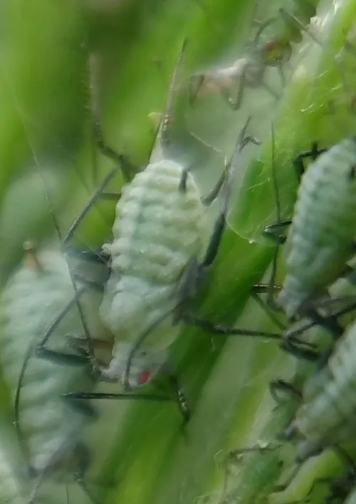 Mugwort Aphid - photo 3