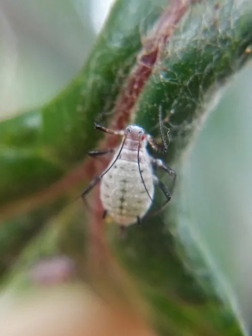 Mugwort Aphid - photo 4