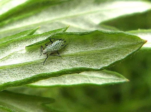 Mugwort Aphid - photo 5