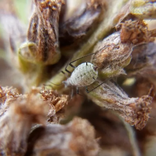 Mugwort Aphid - photo 6
