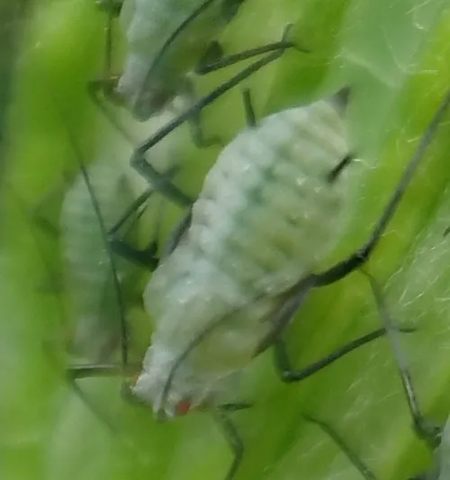 Mugwort Aphid - photo 7