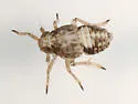 Muirodelphax arvensis