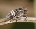 Muirodelphax arvensis - photo 2