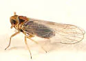 Muirodelphax arvensis - photo 3