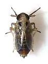 Muirodelphax arvensis - photo 4