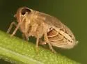 Muirodelphax atralabis
