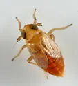 Muirodelphax atralabis - photo 2