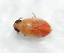 Muirodelphax atralabis - photo 3