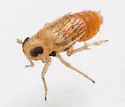 Muirodelphax atralabis - photo 4