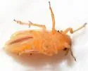 Muirodelphax atralabis - photo 5