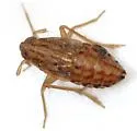 Muirodelphax parvulus - photo 3