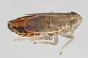 Muirodelphax parvulus - photo 4