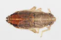 Muirodelphax parvulus - photo 5