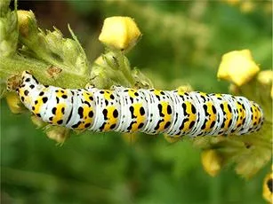 The Mullein - photo 5