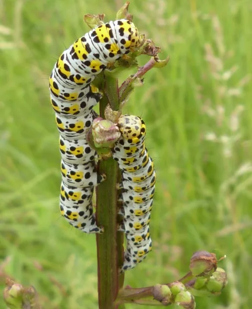 The Mullein - photo 6