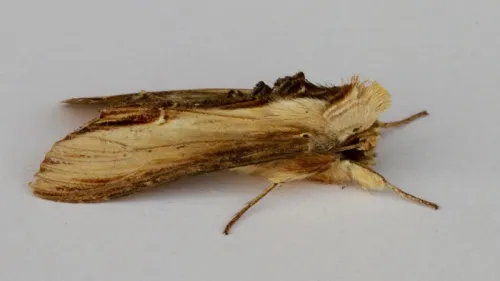 The Mullein - photo 7