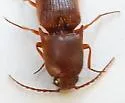 Mulsanteus arizonensis - photo 2