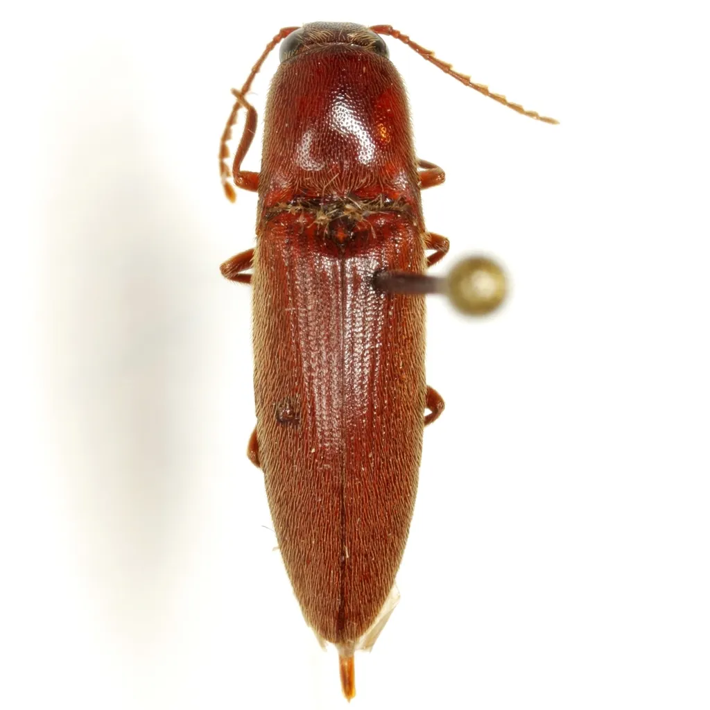 Mulsanteus variatus - photo 2
