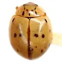 Mulsantina cyathigera