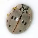 Mulsantina cyathigera - photo 2