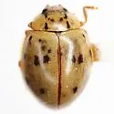 Mulsantina cyathigera - photo 3