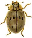 Mulsantina cyathigera - photo 5
