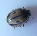 Hudsonian Lady Beetle