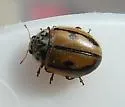 Hudsonian Lady Beetle - photo 2