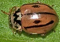Hudsonian Lady Beetle - photo 3