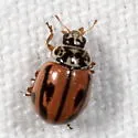 Hudsonian Lady Beetle - photo 4