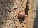 Hudsonian Lady Beetle - photo 5