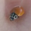 Clay-colored Lady Beetle