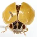 Clay-colored Lady Beetle - photo 2