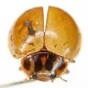 Clay-colored Lady Beetle - photo 3