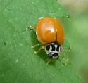 Clay-colored Lady Beetle - photo 4