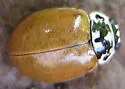 Painted Lady Beetle