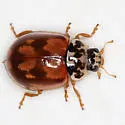 Painted Lady Beetle - photo 2