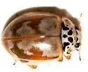 Painted Lady Beetle - photo 3