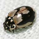 Painted Lady Beetle - photo 4
