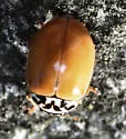 Painted Lady Beetle - photo 5